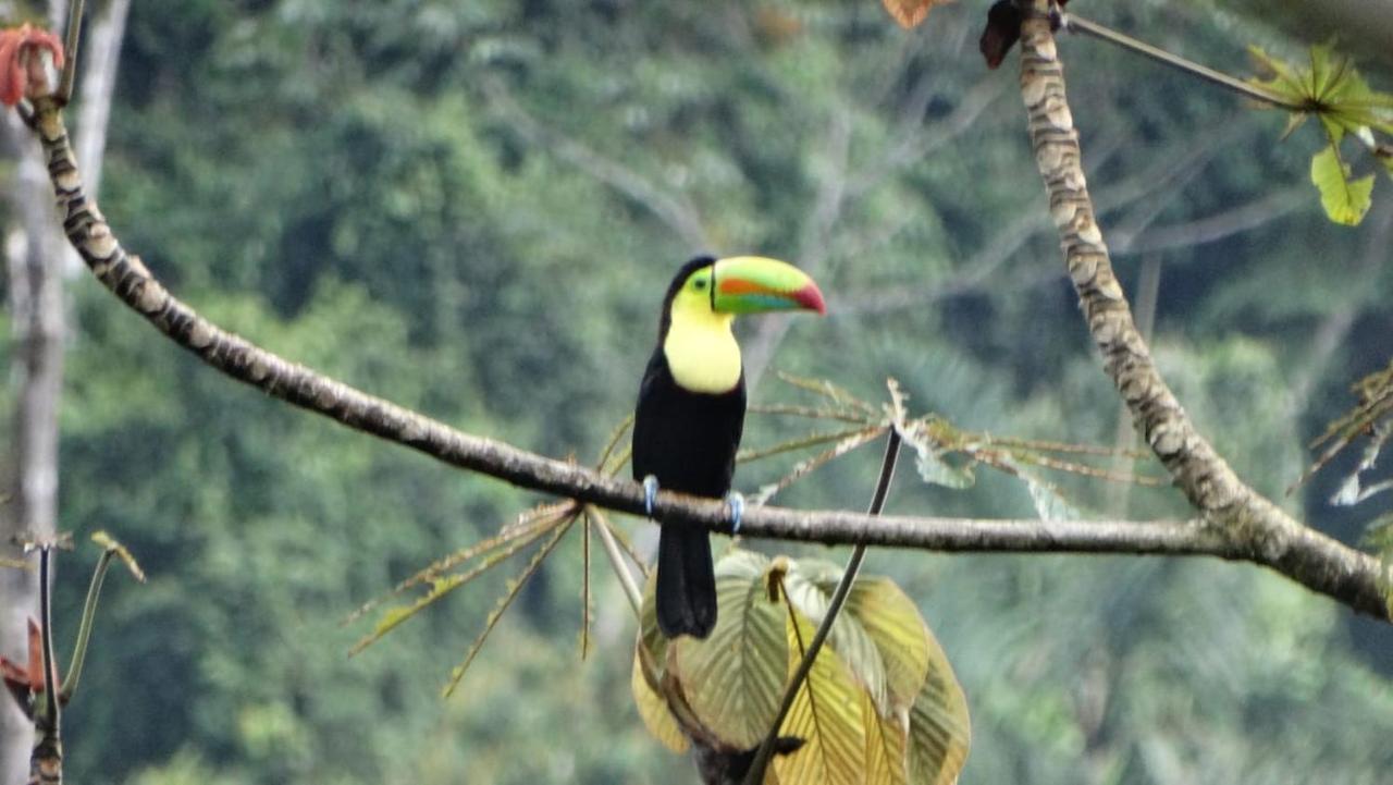 Pacuare River Lodge Bajo Tigre Ngoại thất bức ảnh